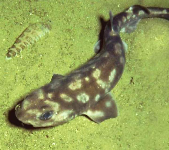 Spotted Catshark in the Galápagos