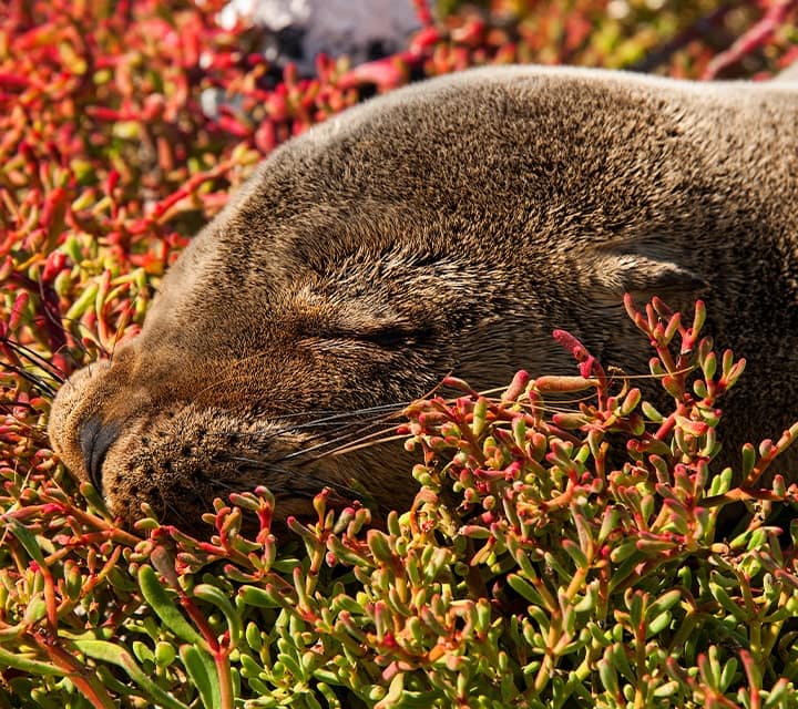 Galapagos Sea Lion ©ikuefoto