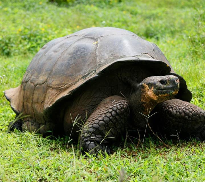 Giant Tortoise ©ikuefoto
