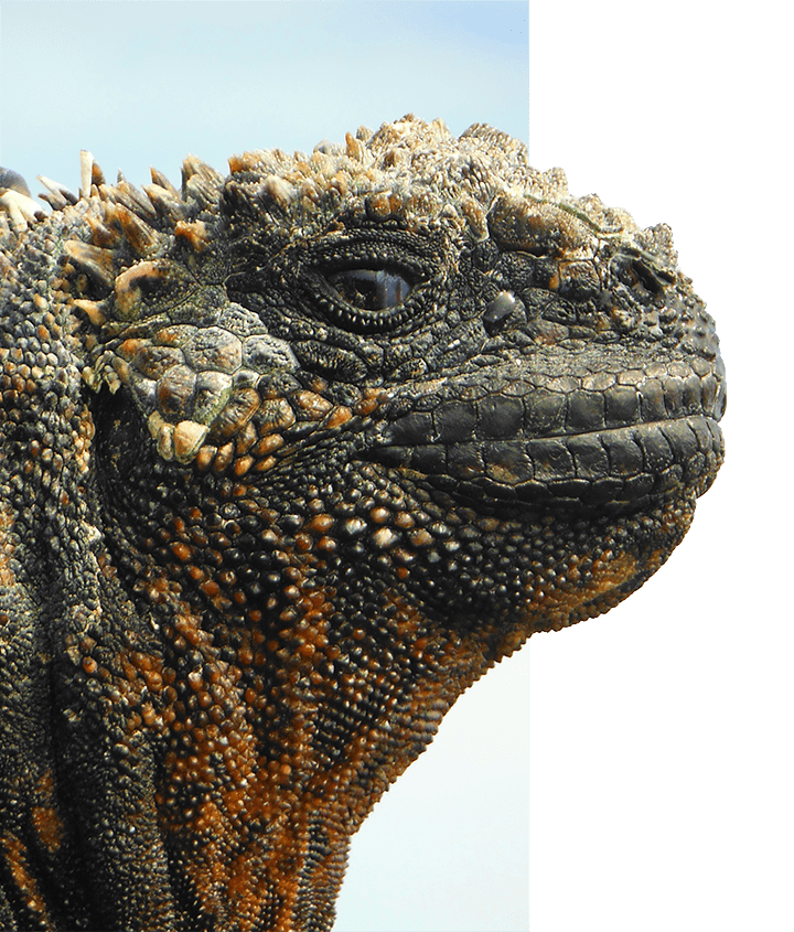 Galapagos Marine Iguana - Jurassic Park