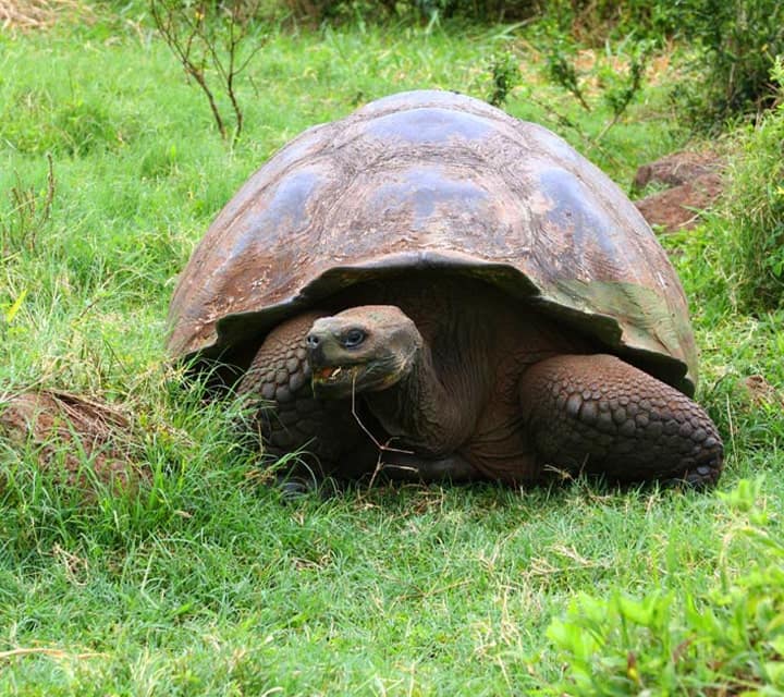 Giant Tortoise eating at Wildlife Tortoise Sanctuary in Galapagos