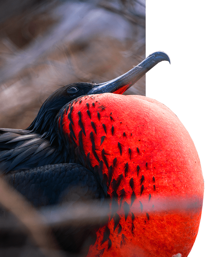 Magnificent Frigatebird with red gullar sack inflated