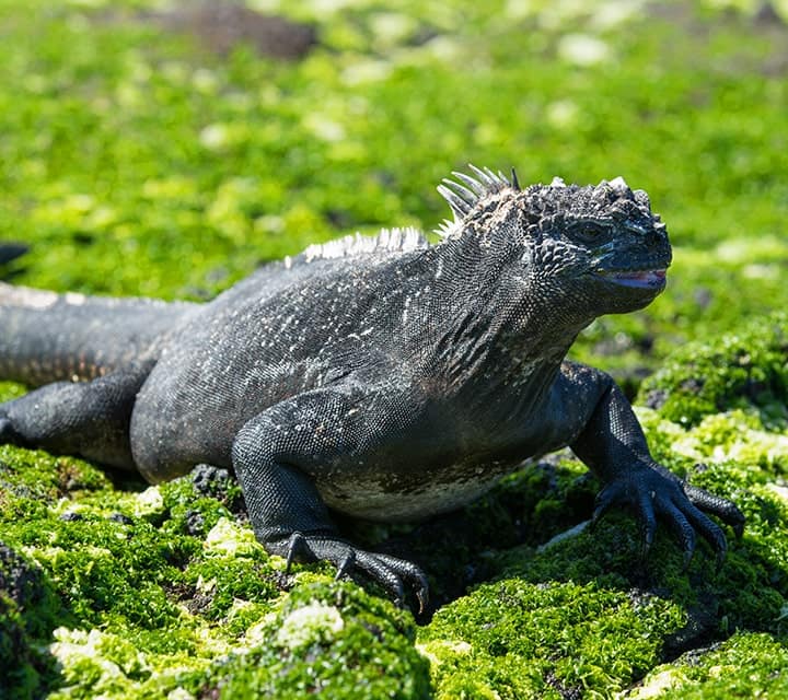 Galapagos marine iguana on green lush landscape