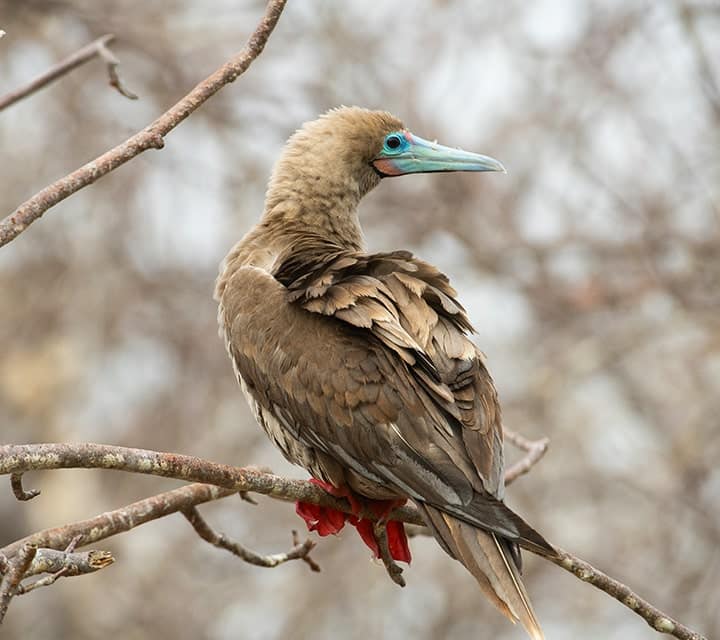 Red-footed Booby on branch