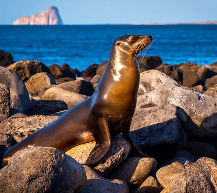 Galapagos sea lion basking in the sun after a swim