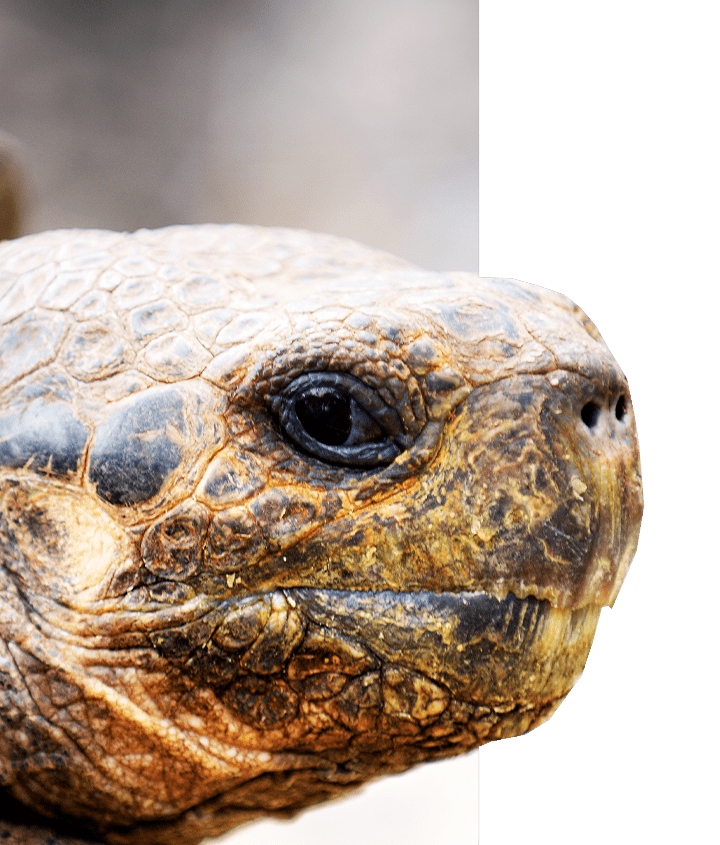 100+ year old Lonesome George face