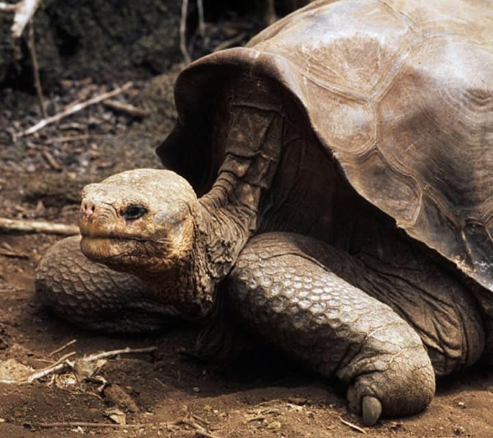 Lonesome George Tortoise dies natural death in Galapagos National Park