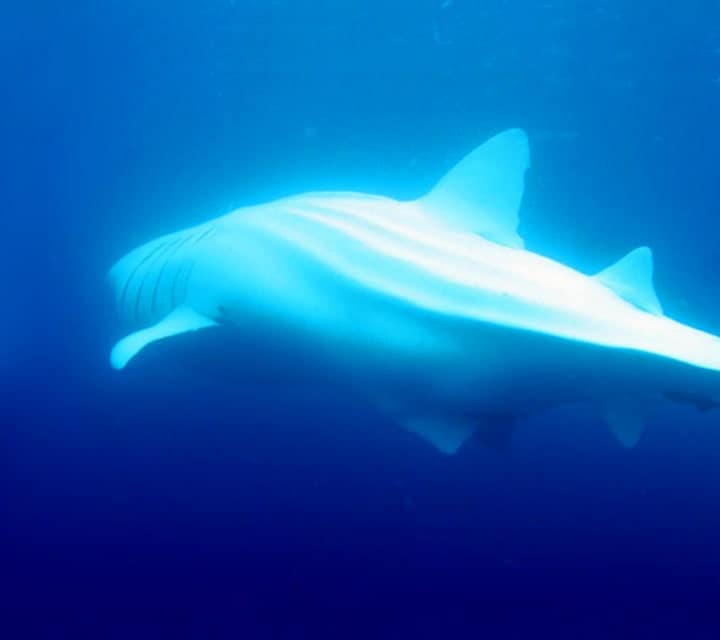 Albino Whale Shark in Galapagos