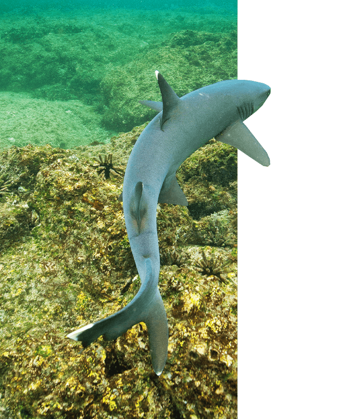 White-tip reef shark in Galapagos
