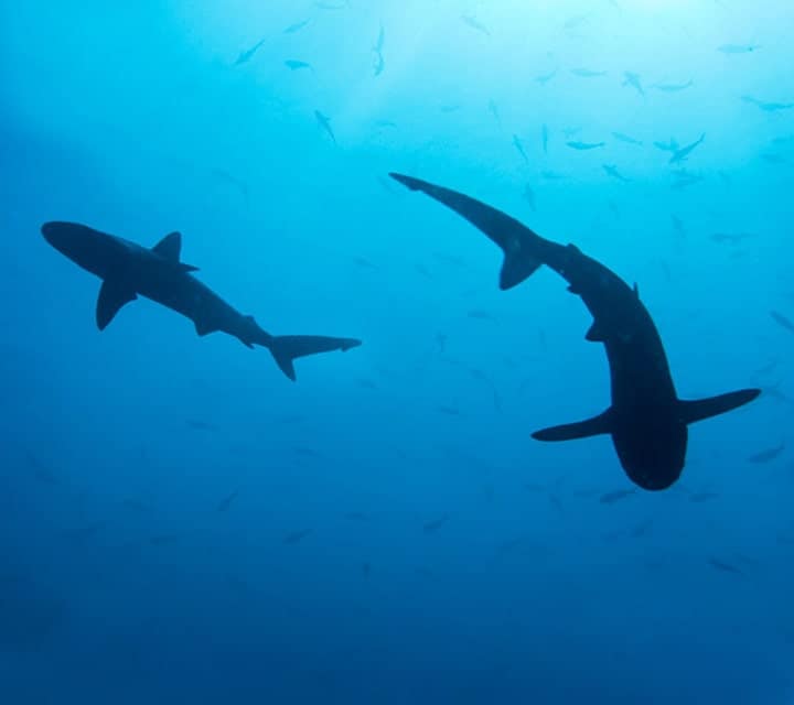 Sharks swimming in the Galapagos oceans