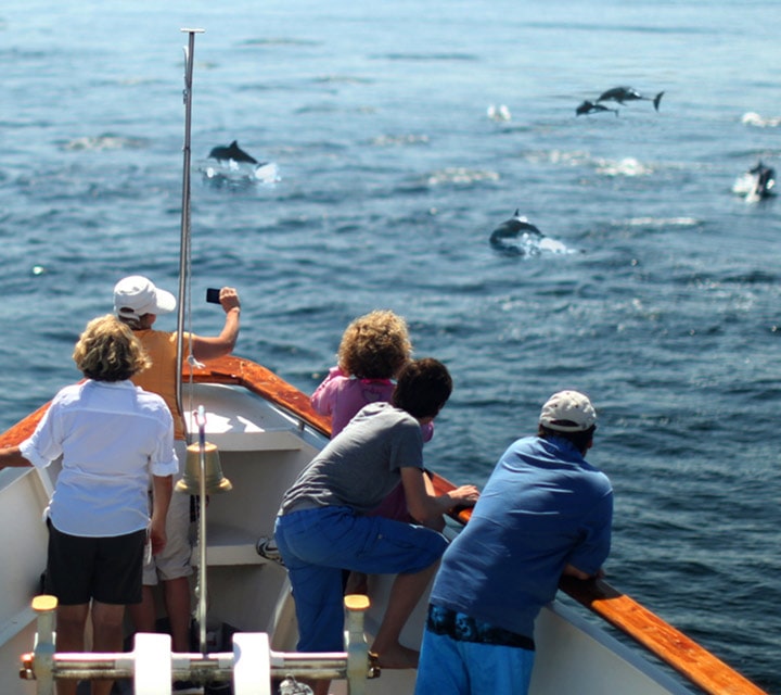 Dolphin watching on a Galapagos cruise with Quasar