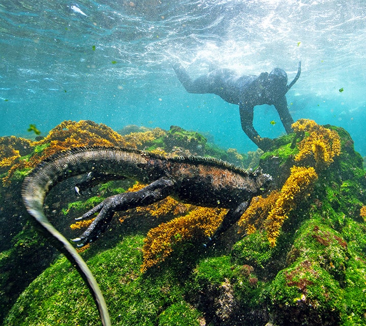 Snorkeling in the Galapagos with Marine Iguanas