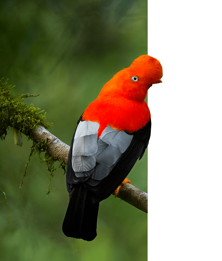 Peru Bird: Andean cock-of-the-rock