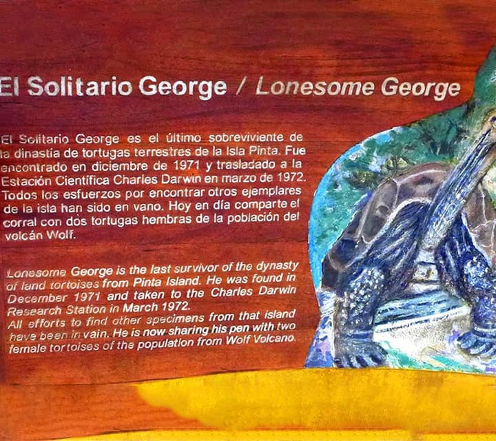 El Solitario George / Lonesome George Tortoise