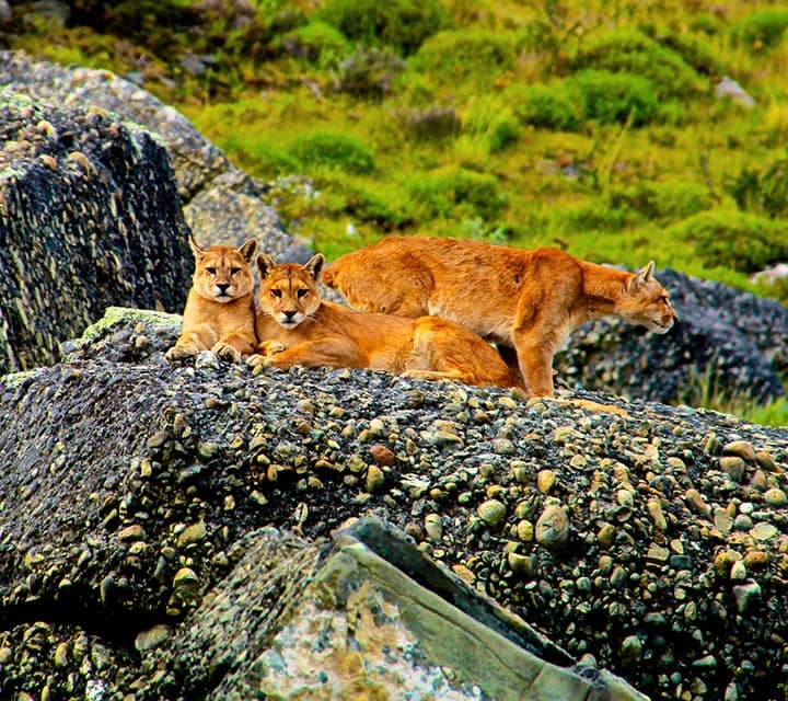 Wildlife in Torres del Paine National Park