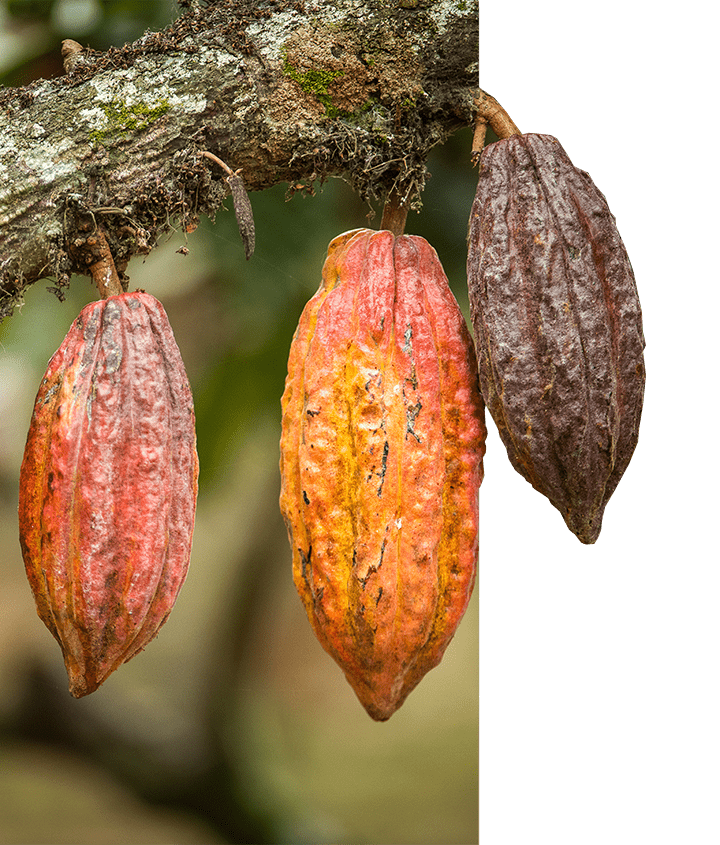 Ecuador's cacao plant