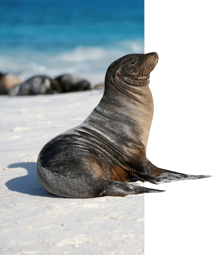 Galapagos Sea Lion basking in the sun