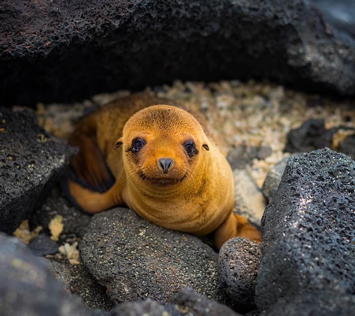 Golden sea lion pup in the Galapagos