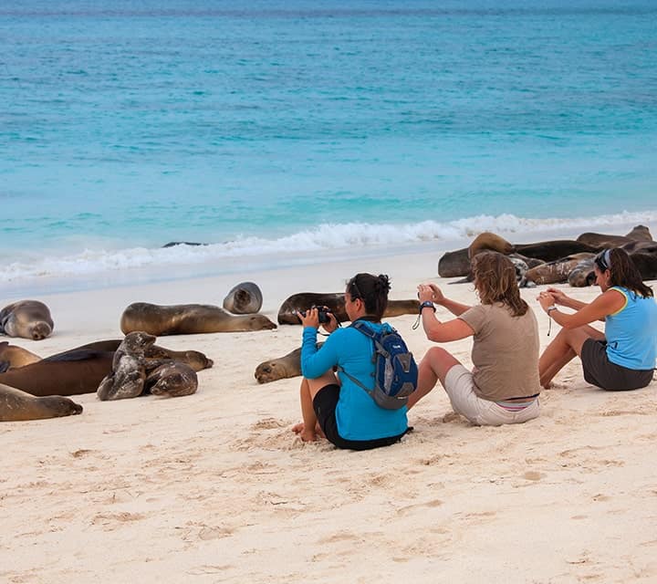 Guests taking photos of a Galapagos sea lion herd