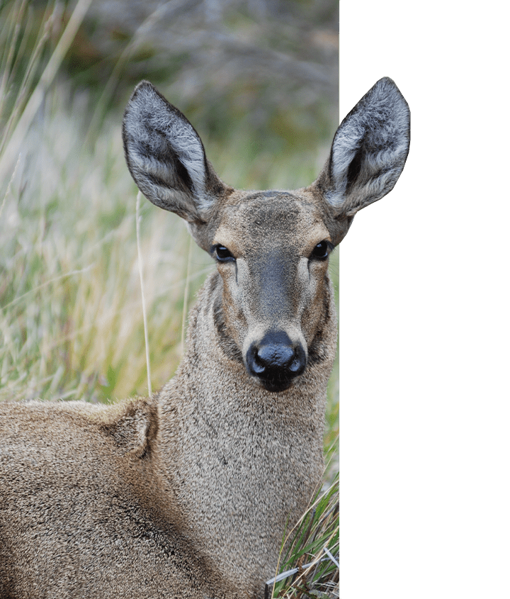 Huemul Andean Deer