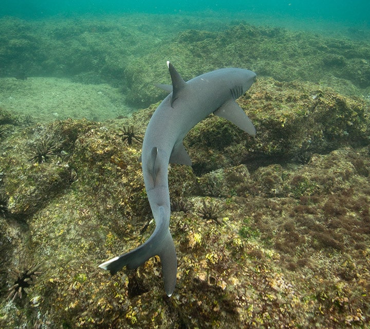 Snorkeling with white-tip reef shark at North Seymour Island, Galapagos