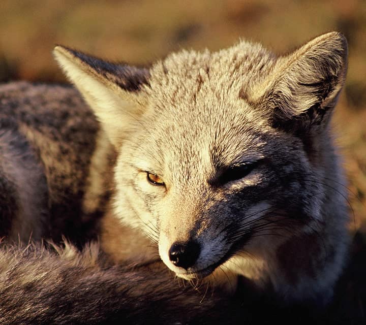 Gray Fox and Culpeo Fox