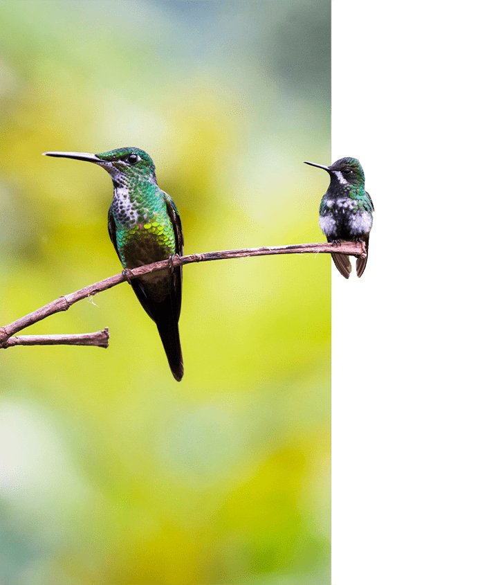 Stunning Hummingbirds of Ecuador
