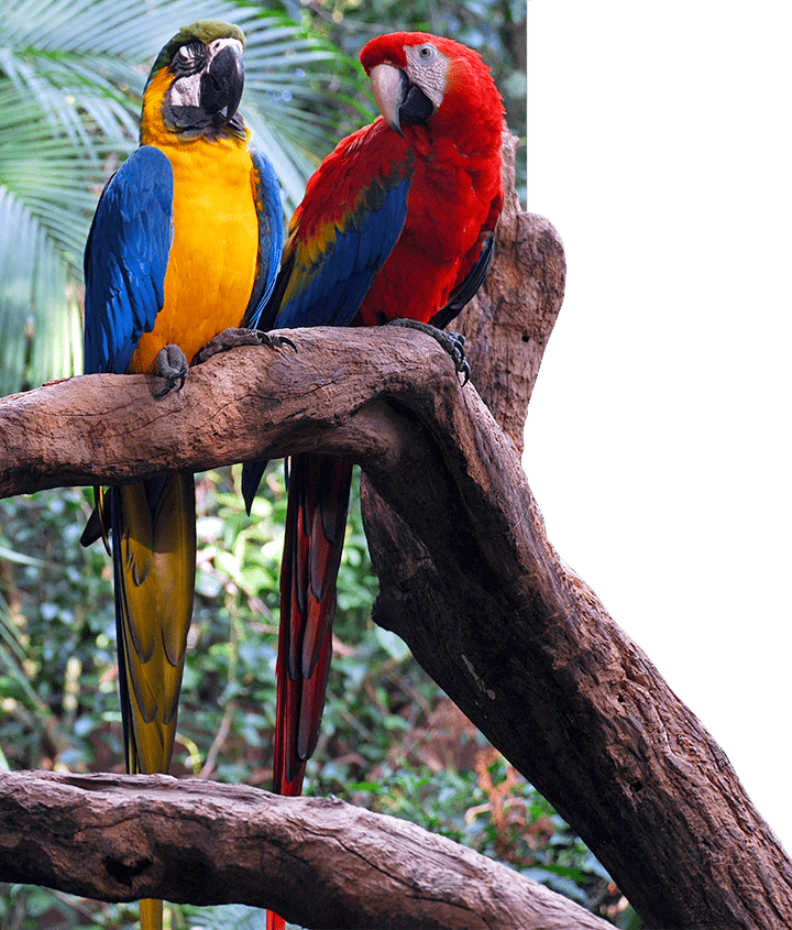 Peruvian Macaws