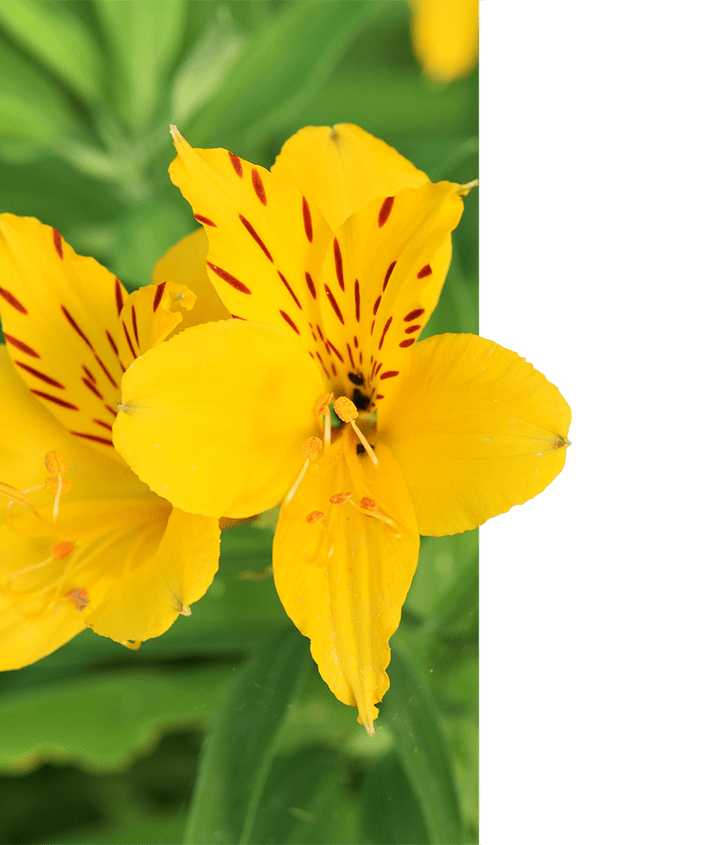 Amancay flower