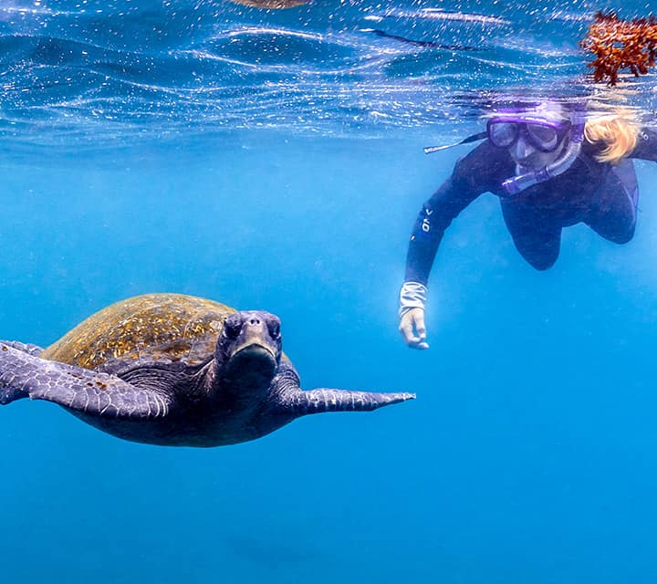 Traveler snorkeling alongside Green Sea Turtle in Galapagos
