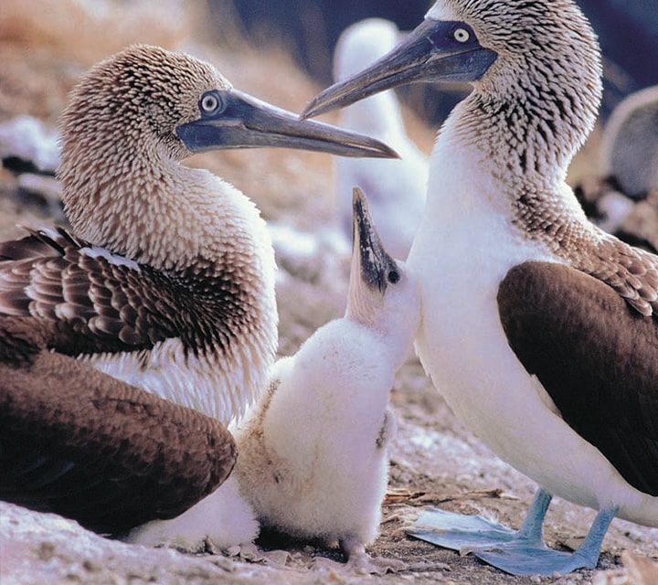 Galapagos Blue-footed Boobies