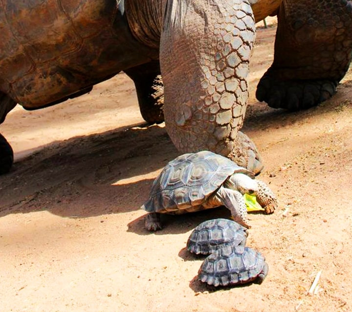 Galapagos Giant Tortoise adult with babies