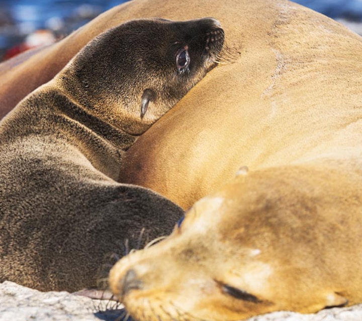 Galapagos sea lion pup laying on its mother
