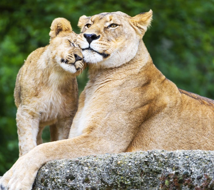 Patagonian Puma mom and Cub