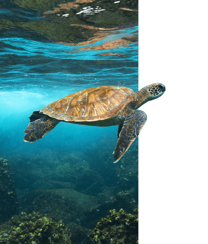 Galapagos Sea Turtle gliding during the El Niño season