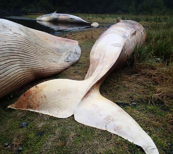 Dead whale laying on the shore of Chilean Patagonia