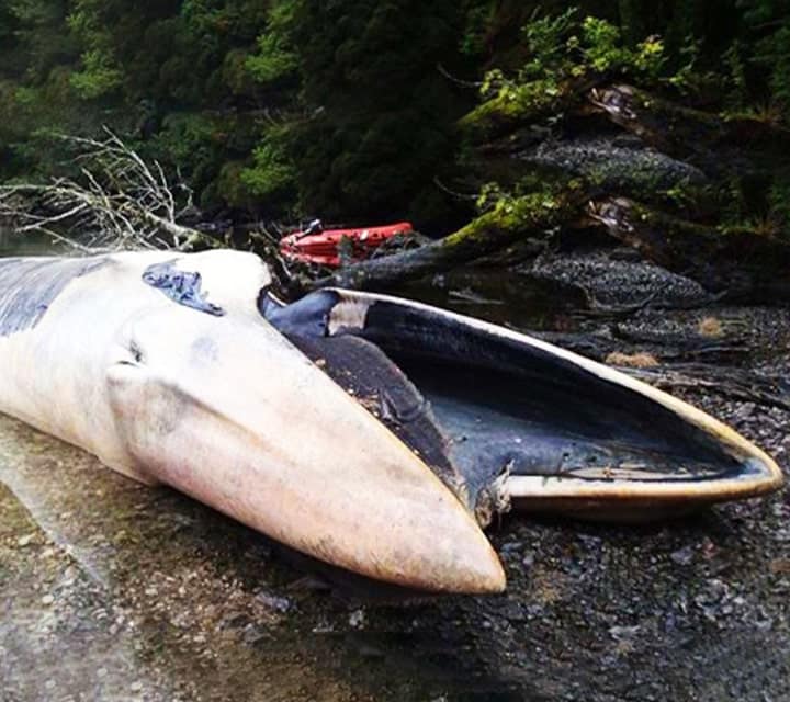 Dead whale with mouth open in Patagonia