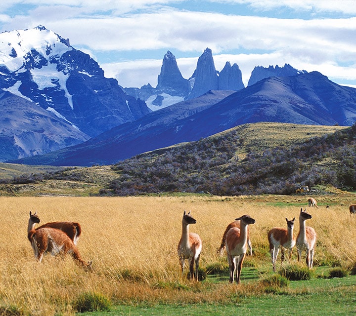 Group of Guanacos roaming freely in Torres del Paine National Park, Chile