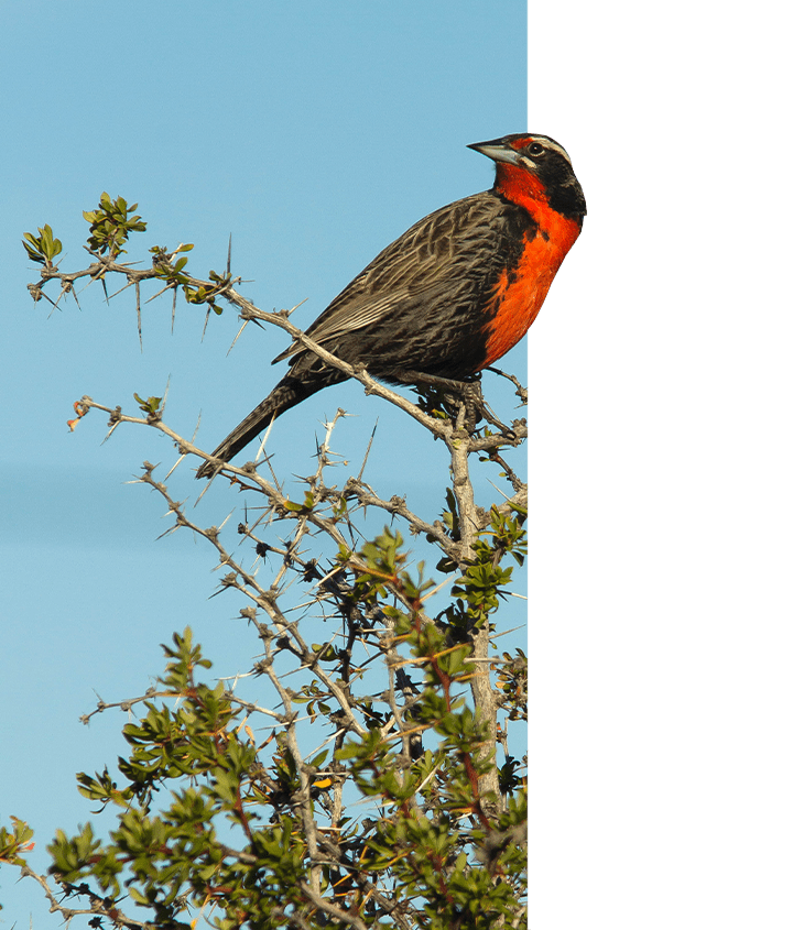 Patagonian Bird