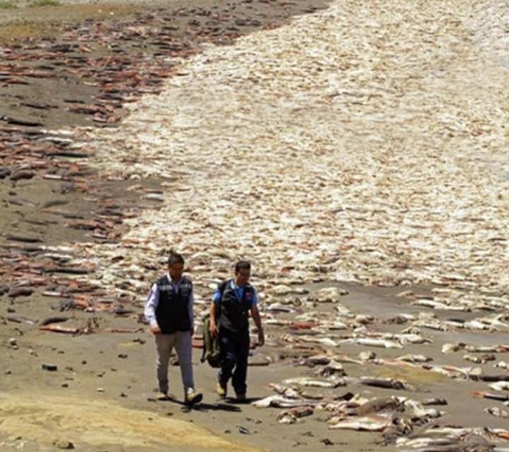 Chilean officials walking down the beach shore alongside dead squid