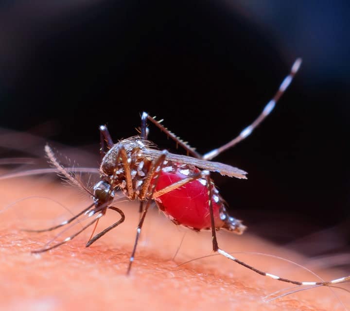 Infected mosquito bites a human to spread Zika