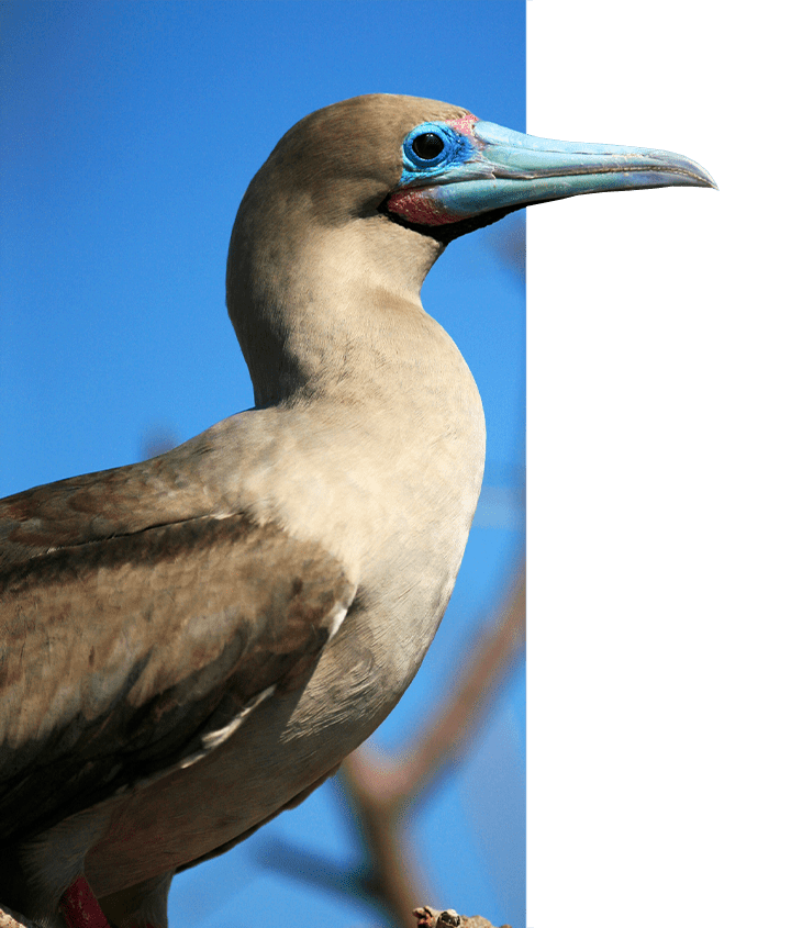 Adult Galapagos Blue-footed Booby