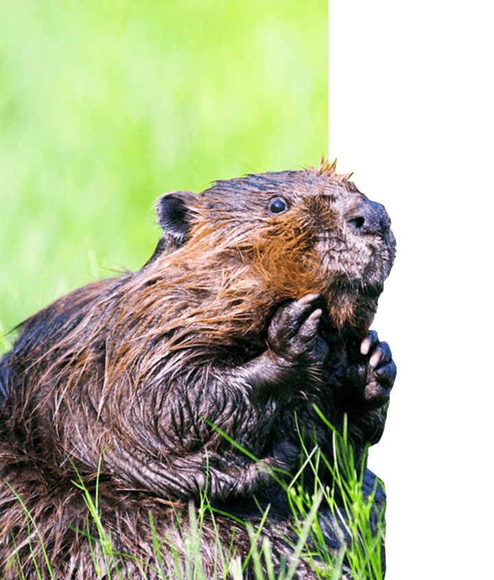 Upclose with a Beaver in Patagonia