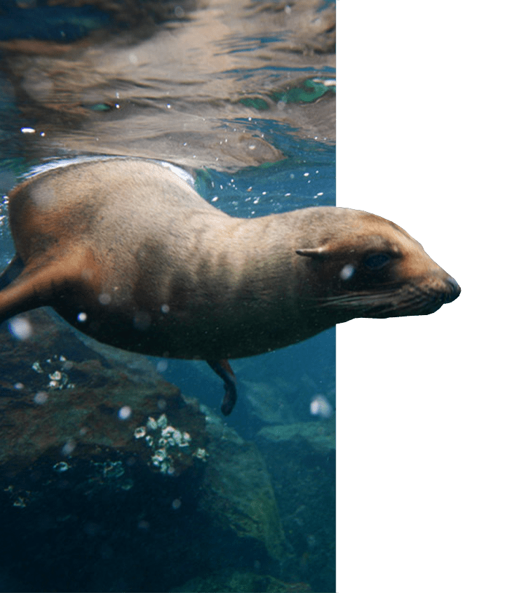 Unexpected wildlife encounters - Galapagos Sea Lion
