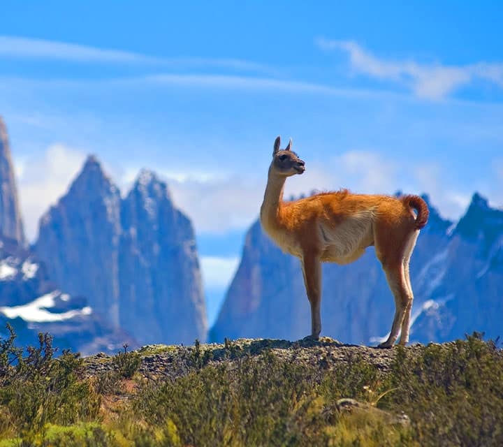 Guanaco standing atop a hill in Torres del Paine National Park