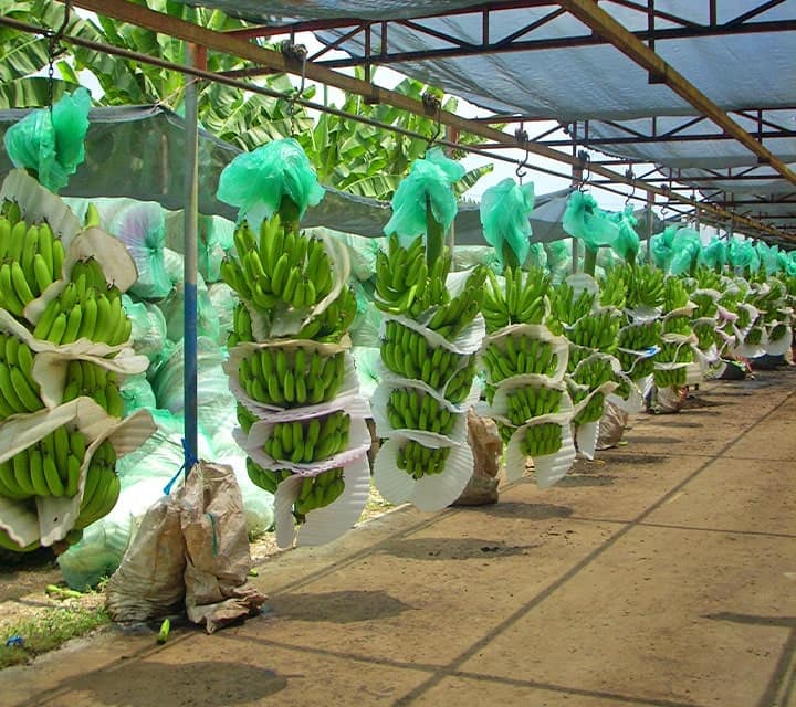 Ecuador's largest exporter of Bananas