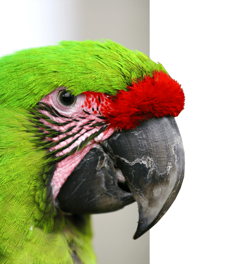 Upclose great green macaw in Ecuador