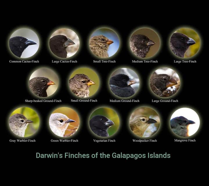 Darwin Finches in Galapagos