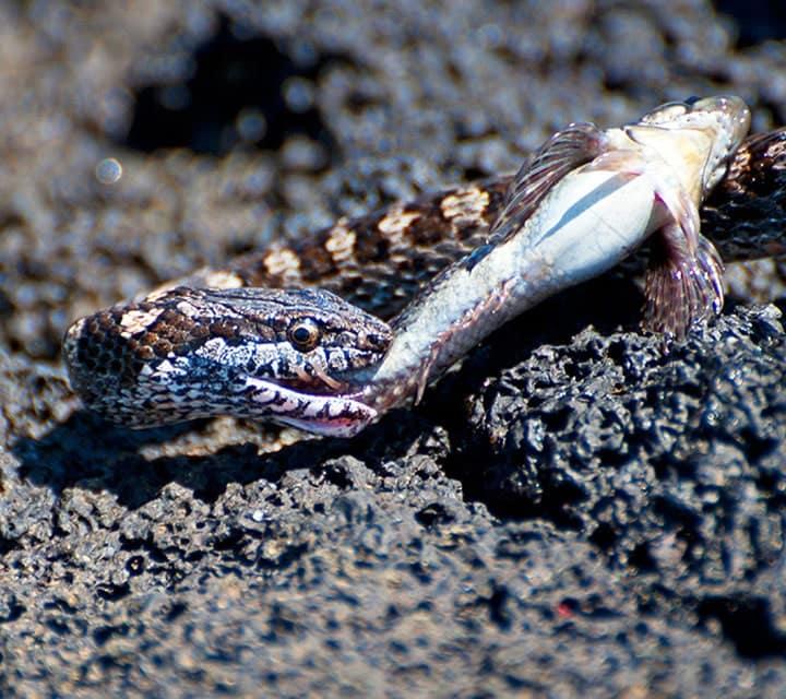 Fish eating snake in the Galapagos Islands