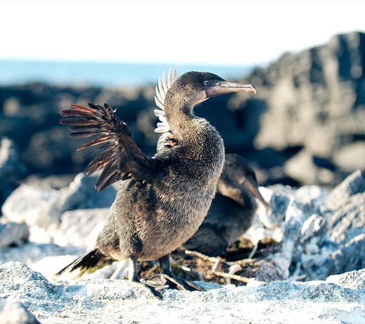 Galapagos Flightless Cormorants by nest